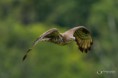 /album/galleria-fotografica/falco-pecchiaiolo-29072017-53-jpg/